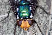 Tachinid Fly (Rutilia argentifera) (Rutilia argentifera)